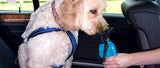 Aqua Dog