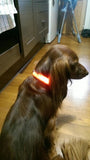 Mr. Safey's Night Glow Collar with Flash LED