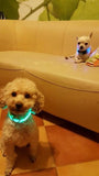 Mr. Safey's Night Glow Collar with Flash LED