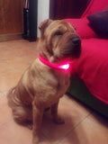 Mr. Safey's Night Glow Collar with Flash LED